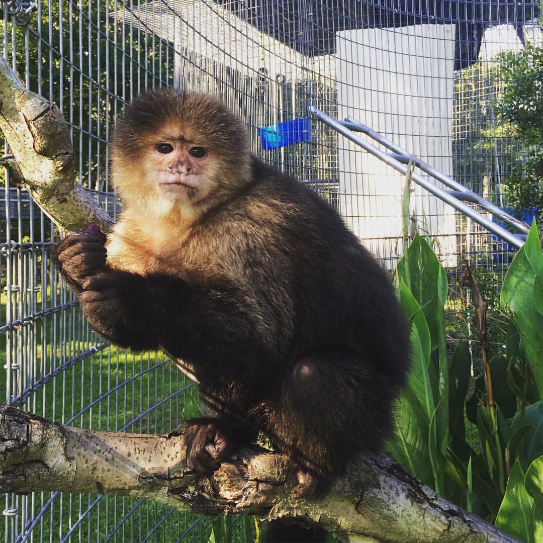 Jungle Friends Primate Sanctuary Inc Reviews and Ratings Gainesville