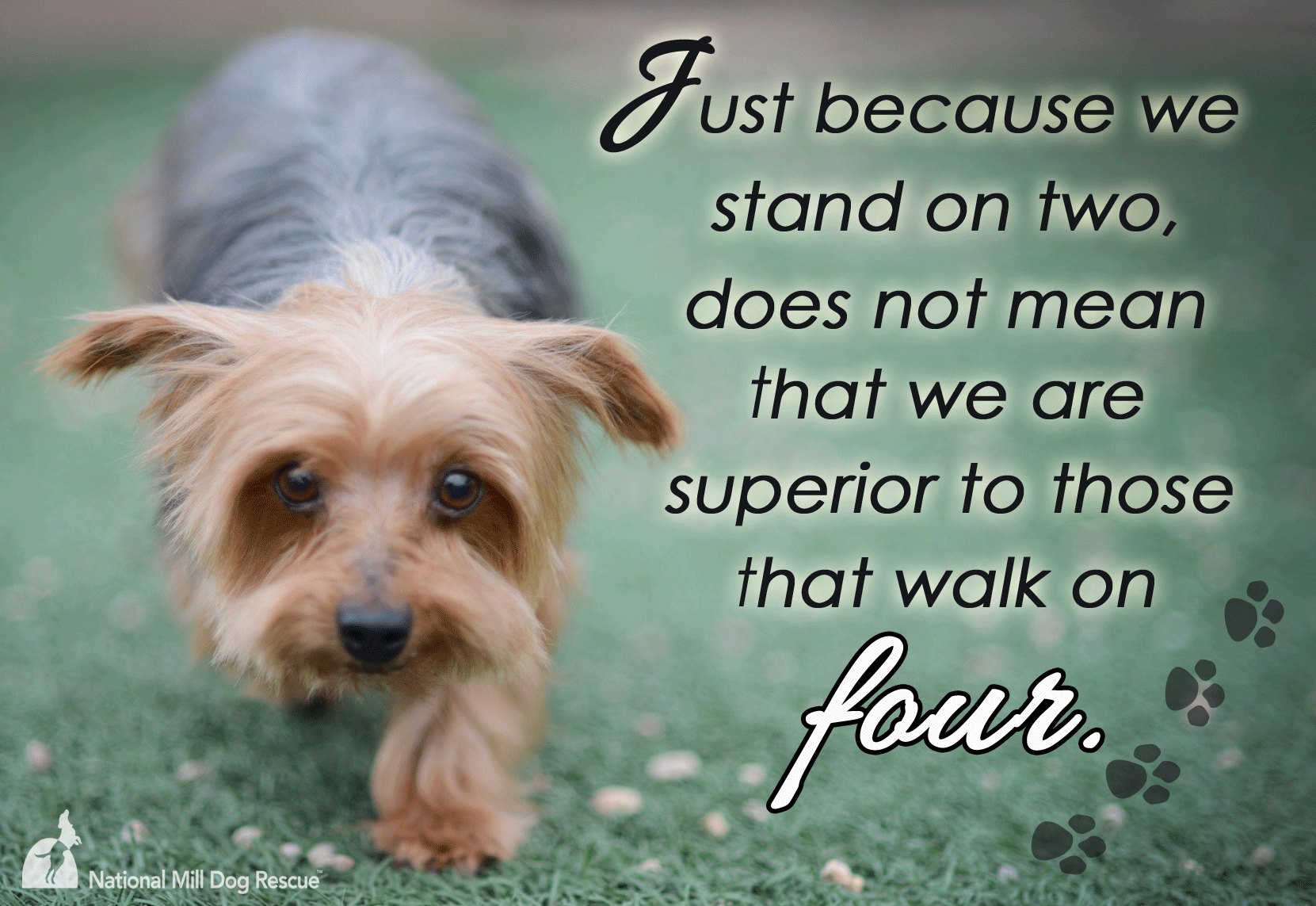 national puppy mill rescue national mill rescue nonprofit in colorado spgs co volunteer read reviews national puppy mill rescue national mill rescue nonprofit in colorado spgs co volunteer read reviews