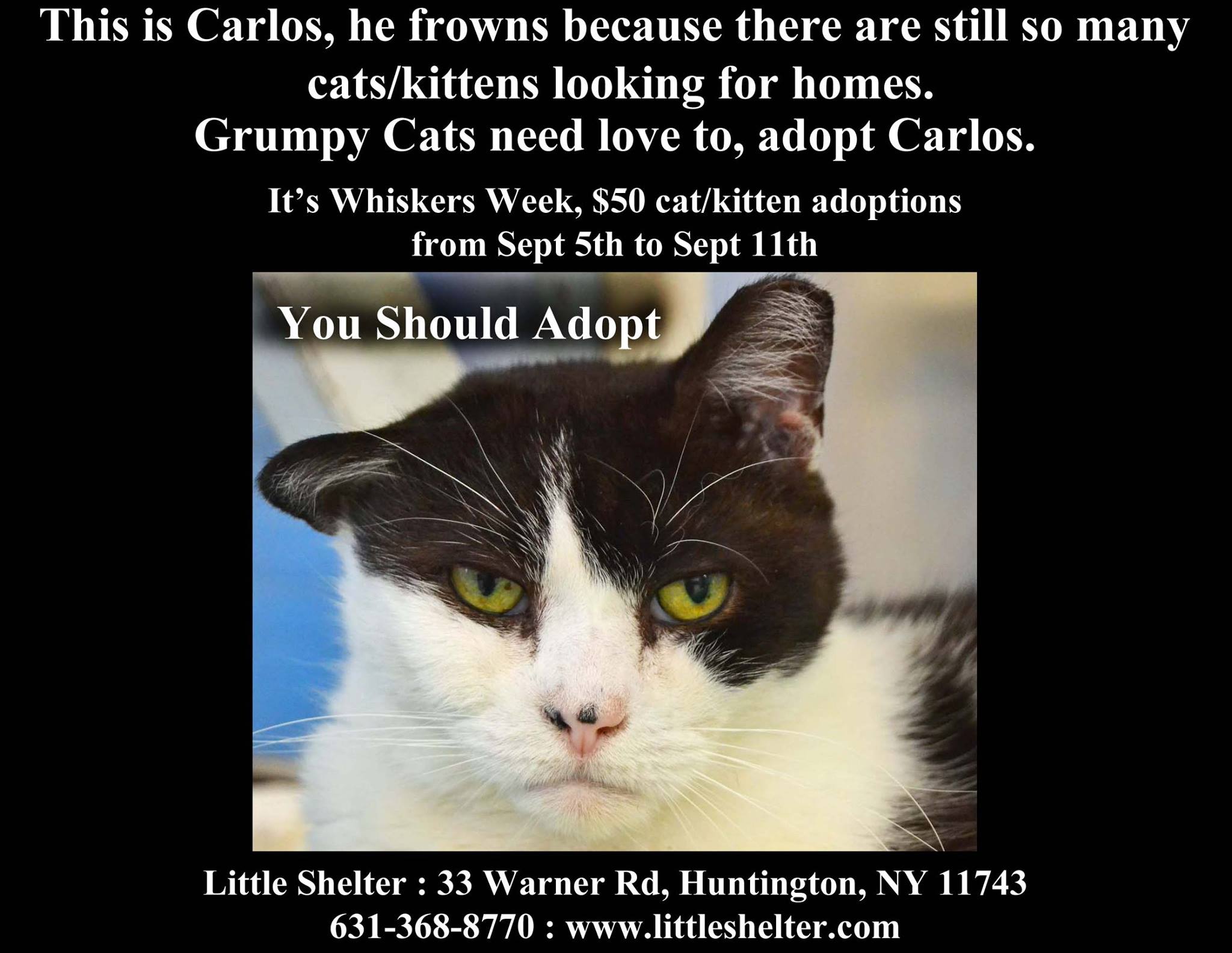 Little Shelter Animal Adoption Center Inc Reviews and Ratings