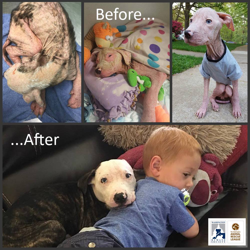 Washington Animal Rescue League Reviews and Ratings | Washington, DC