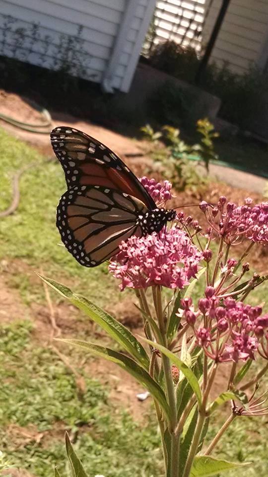 Native Plant Trust, Inc. Reviews and Ratings Framingham