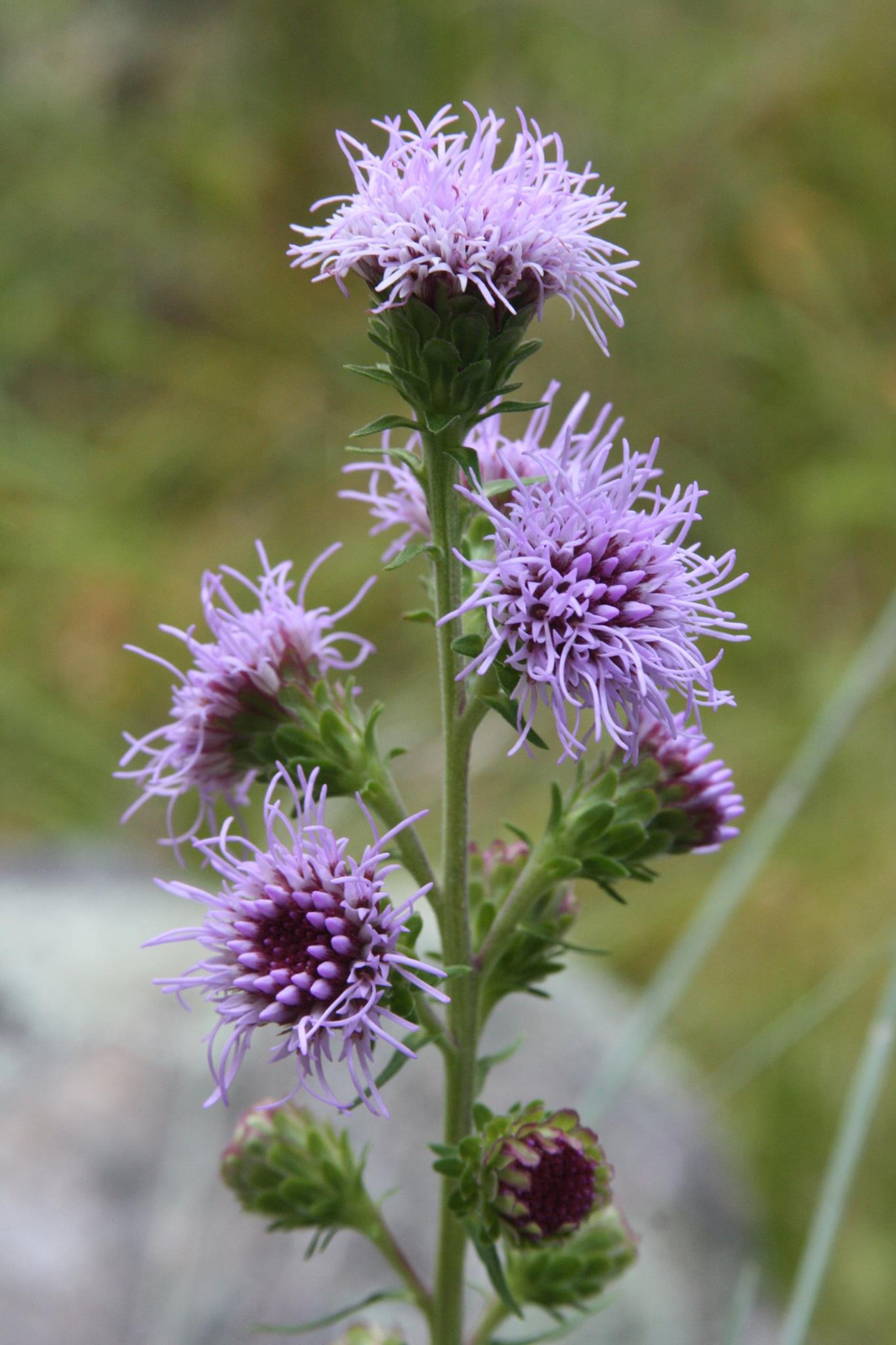 Native Plant Trust, Inc. Reviews and Ratings Framingham