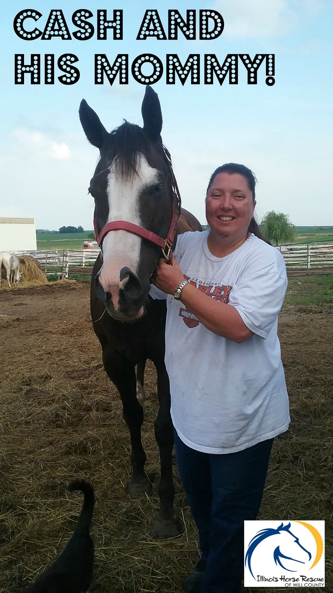 Illinois Horse Rescue of Will County Reviews and Ratings Beecher, IL