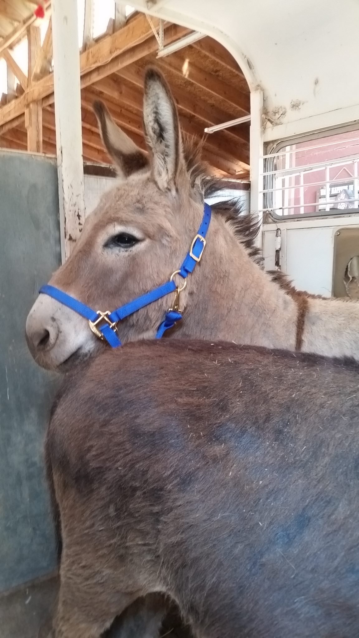 Equine Wellbeing Rescue Inc. Reviews and Ratings Snowflake, AZ