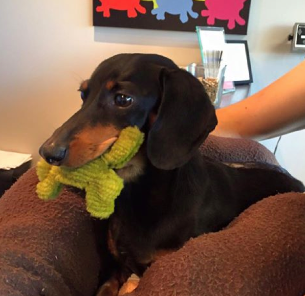 Doxie Rescue of Bucks County & NJ Reviews and Ratings Morrisville, PA