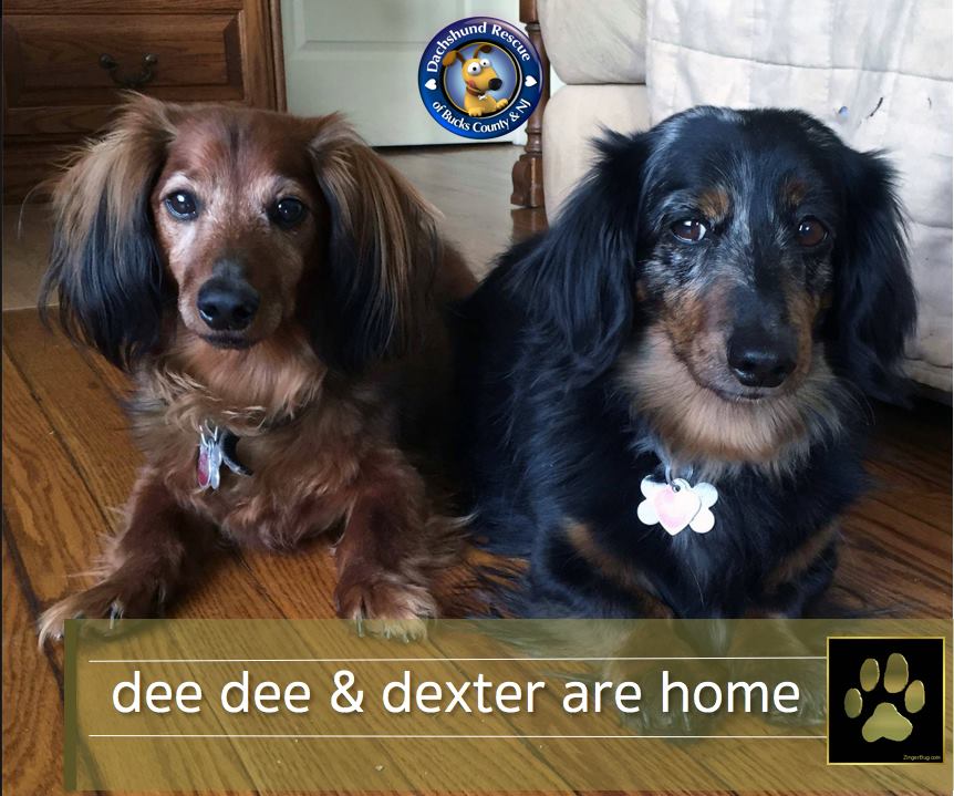 Doxie Rescue of Bucks County & NJ Reviews and Ratings Morrisville, PA