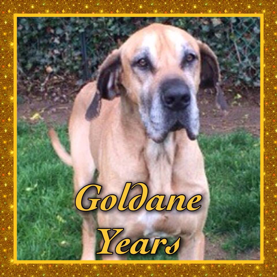 MIDATLANTIC GREAT DANE RESCUE LEAGUE INC Reviews and Ratings Hanover