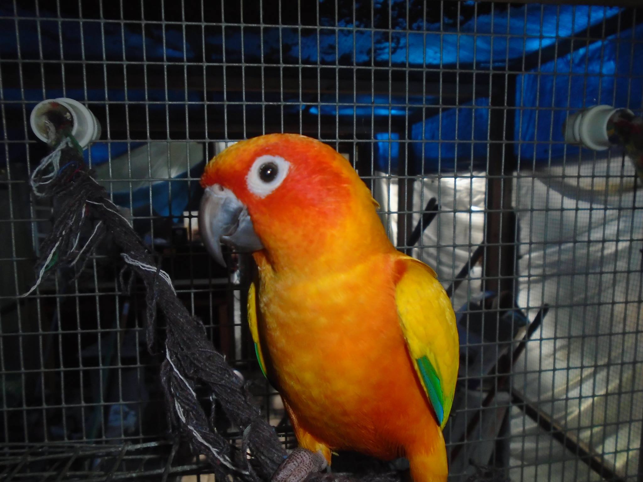 zaksee florida bird sanctuary inc nonprofit in ta fl zaksee florida bird sanctuary inc nonprofit in ta fl