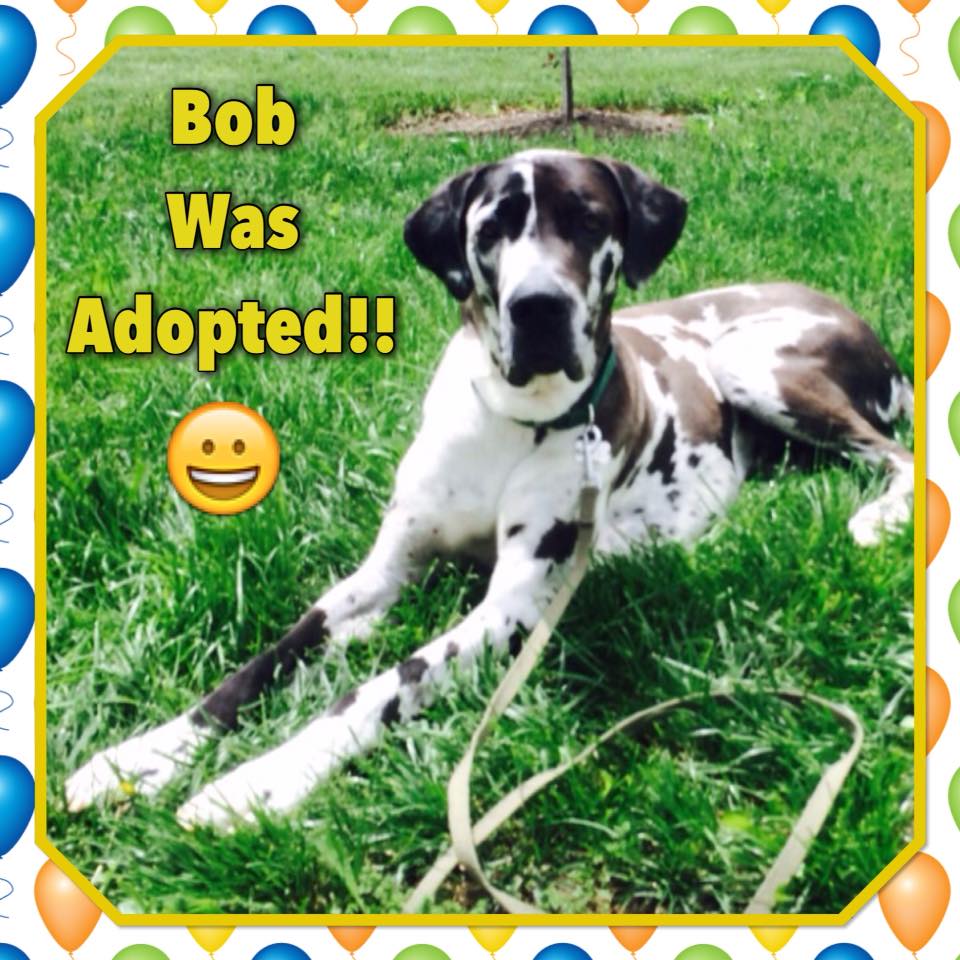 MIDATLANTIC GREAT DANE RESCUE LEAGUE INC Reviews and Ratings Hanover