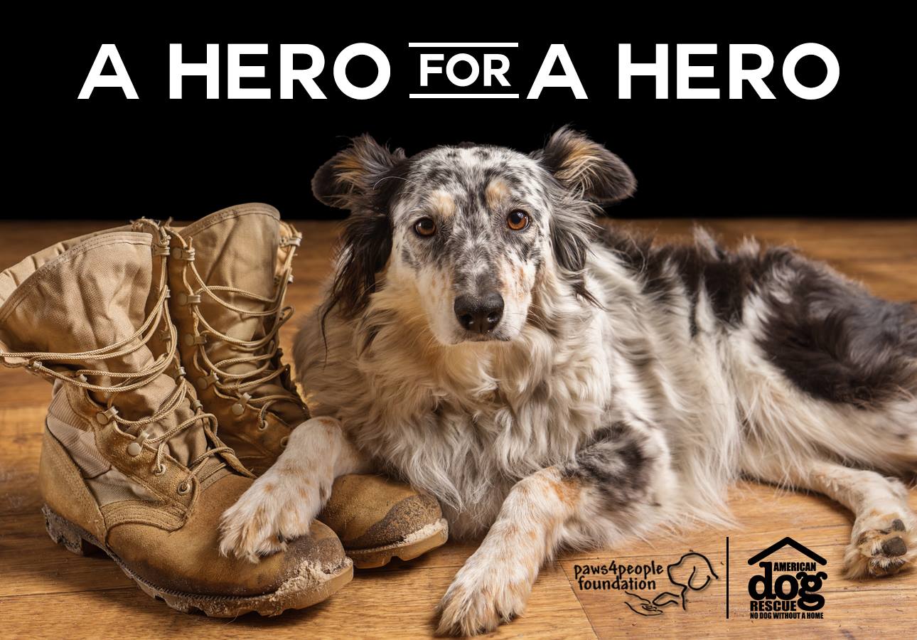 American dog rescue inc reviews and ratings dallas tx donate