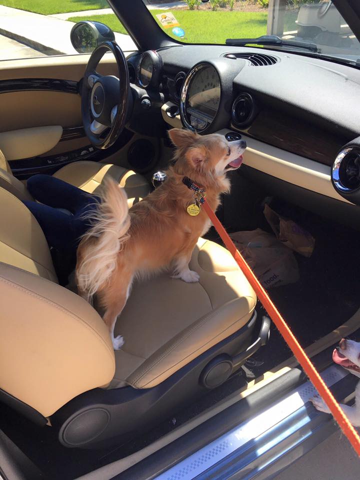 Humane Society of South Coastal Inc Reviews and Ratings