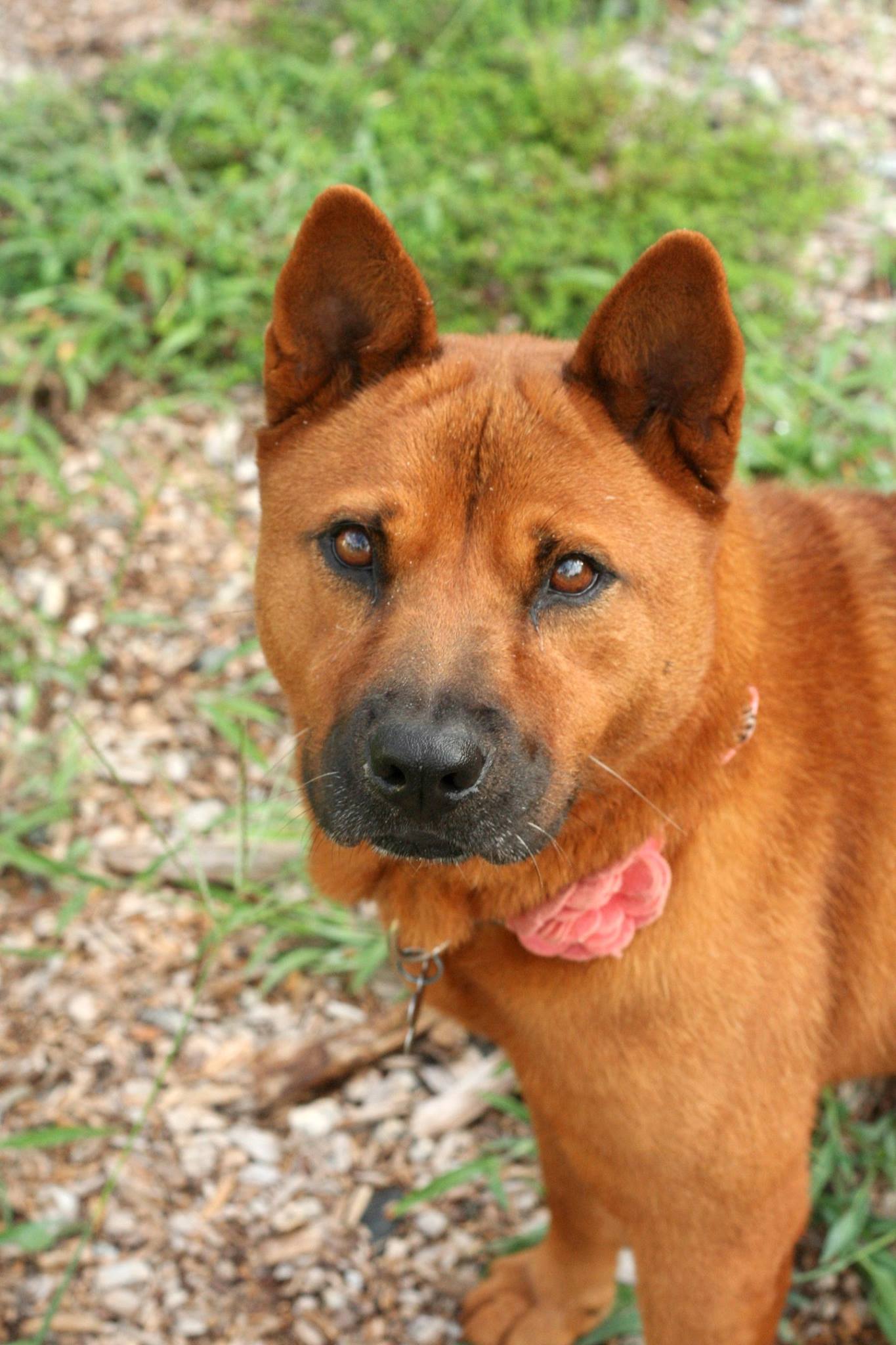 The Humane Society of McCormick County Reviews and Ratings McCormick