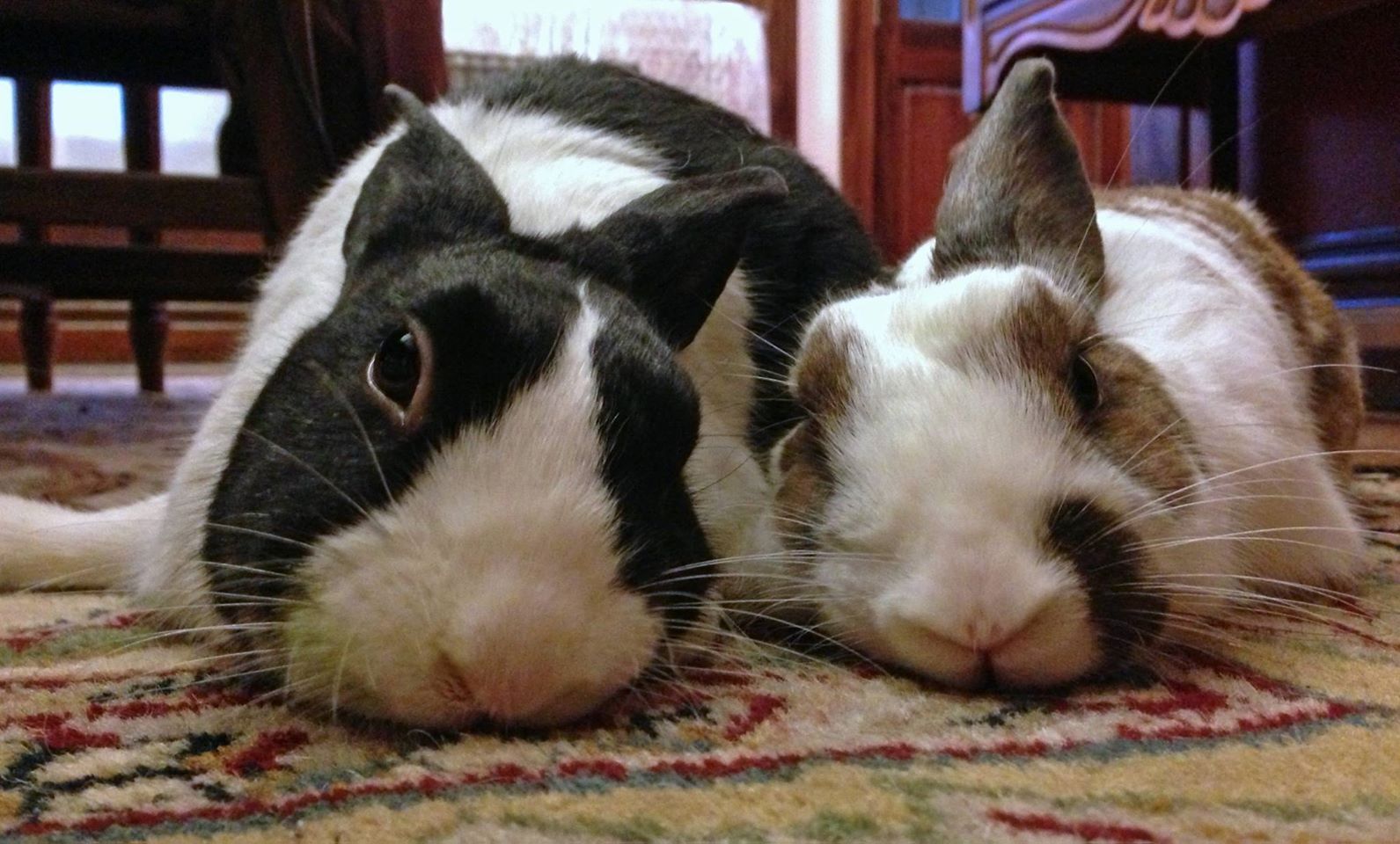 Rabbit Wranglers Reviews and Ratings Pittsburgh, PA Donate