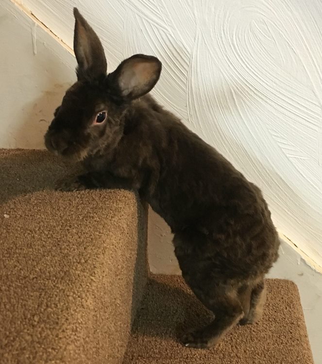 Rabbit Wranglers Reviews and Ratings Pittsburgh, PA Donate