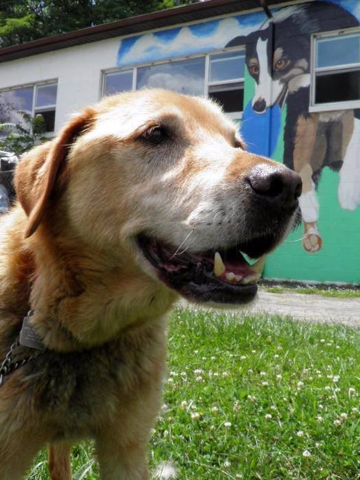 Help the Animals Inc Reviews and Ratings Richmond, IN