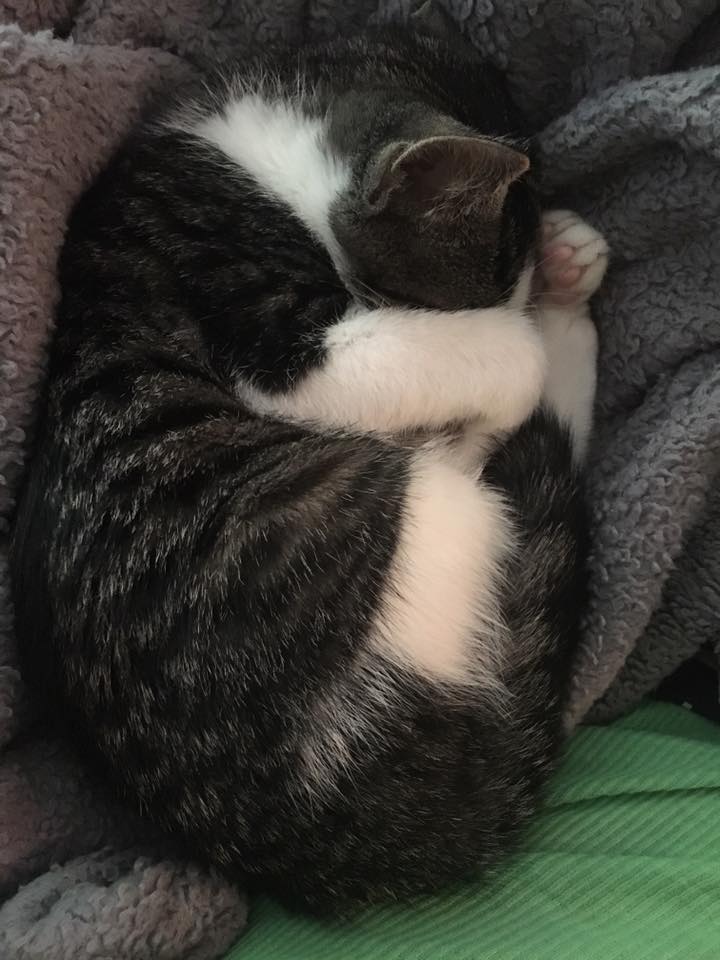 karma puppy rescue karma cat zen rescue society nonprofit in east brunswick nj volunteer read karma puppy rescue karma cat zen rescue society nonprofit in east brunswick nj volunteer read