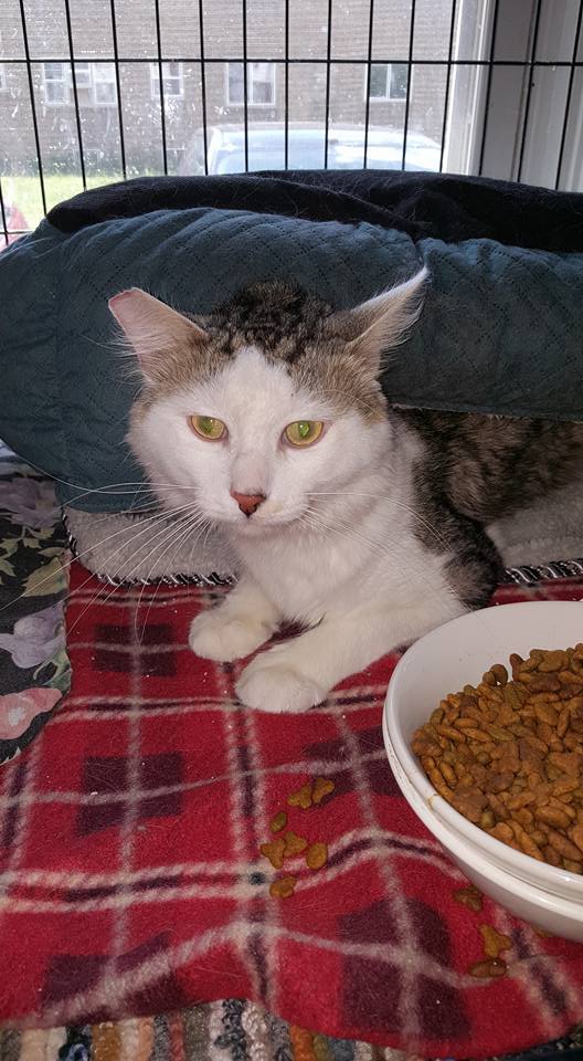 Cats Haven, Ltd Reviews and Ratings Indianapolis, IN Donate, Volunteer, Review GreatNonprofits