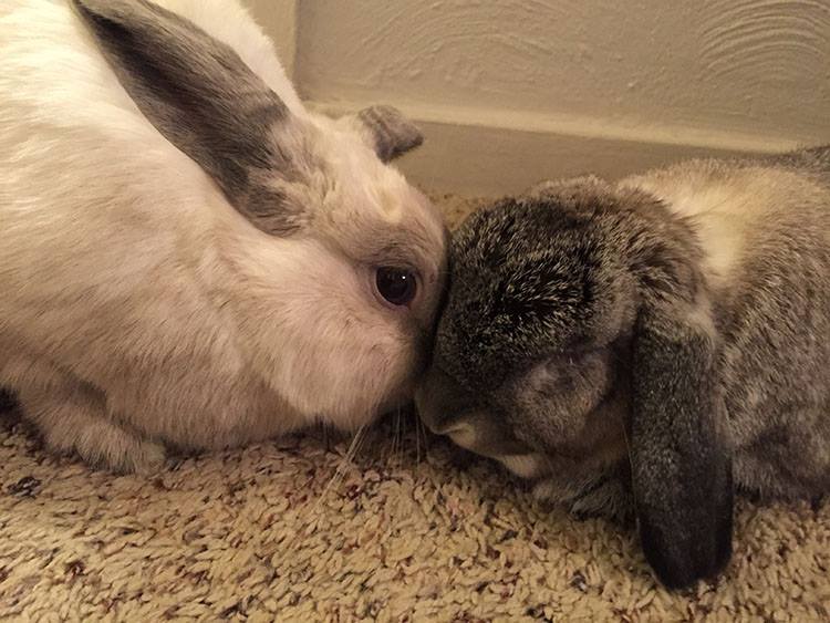 Rabbit Wranglers Reviews and Ratings Pittsburgh, PA Donate