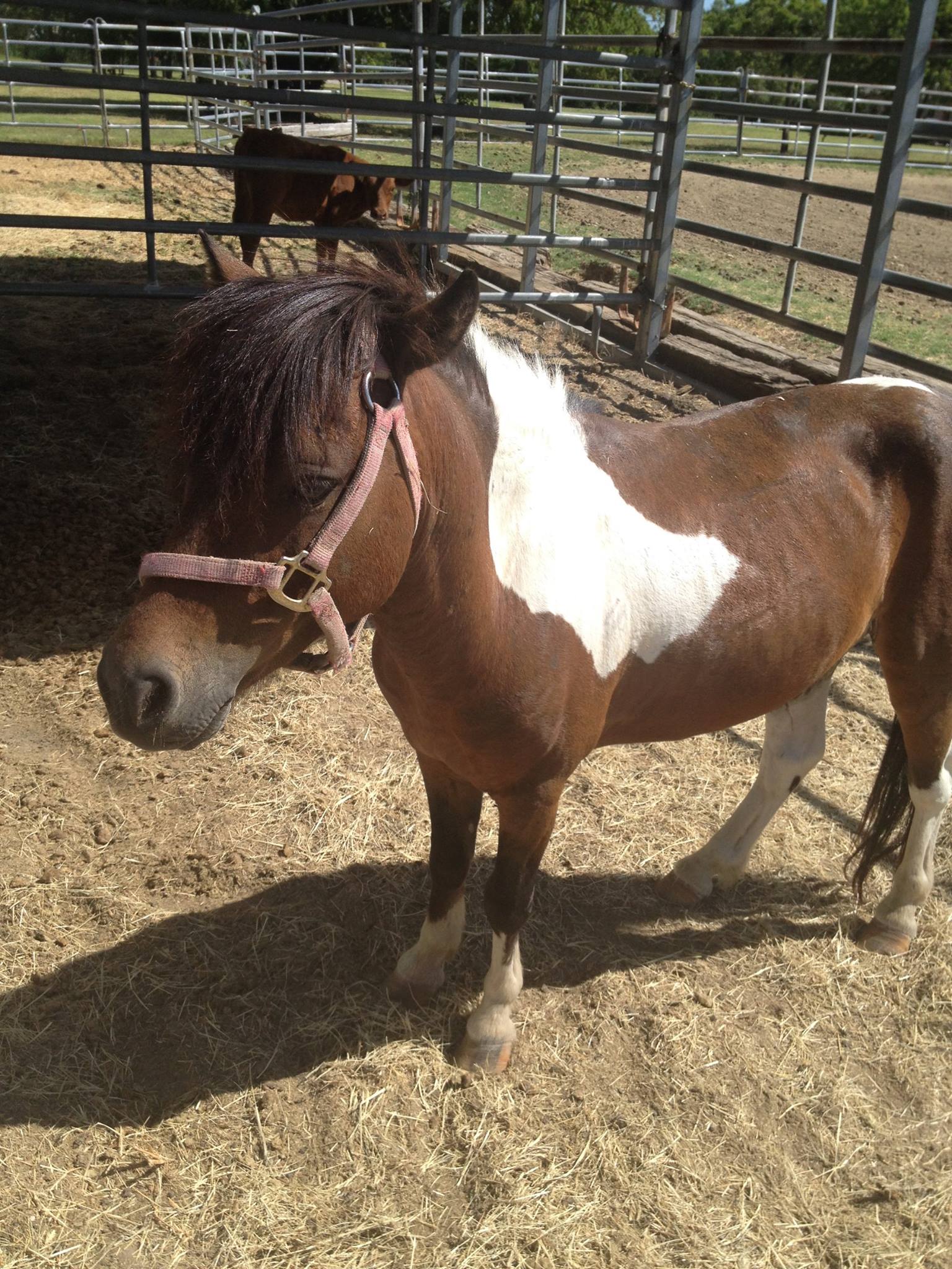 Throwaway Ponies Reviews and Ratings Farmersville, TX Donate, Volunteer, Review