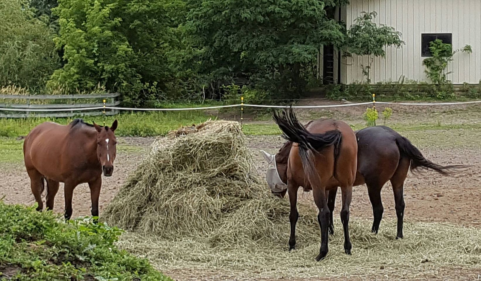 Polo Pony Rescue Reviews and Ratings Acton, CA Donate, Volunteer