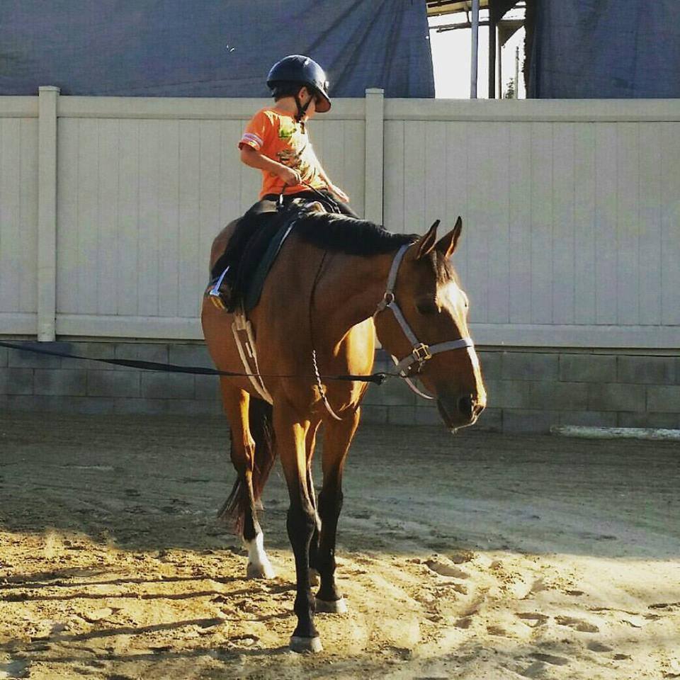 Polo Pony Rescue Reviews and Ratings Acton, CA Donate, Volunteer