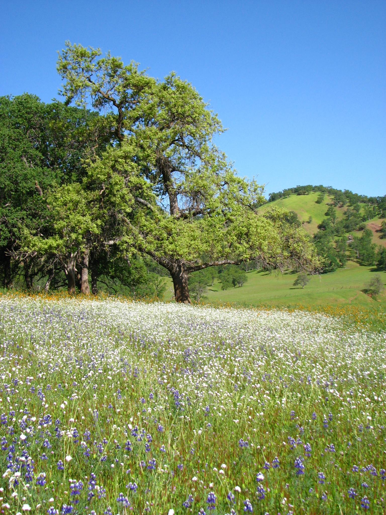 California Native Plant Society Reviews and Ratings