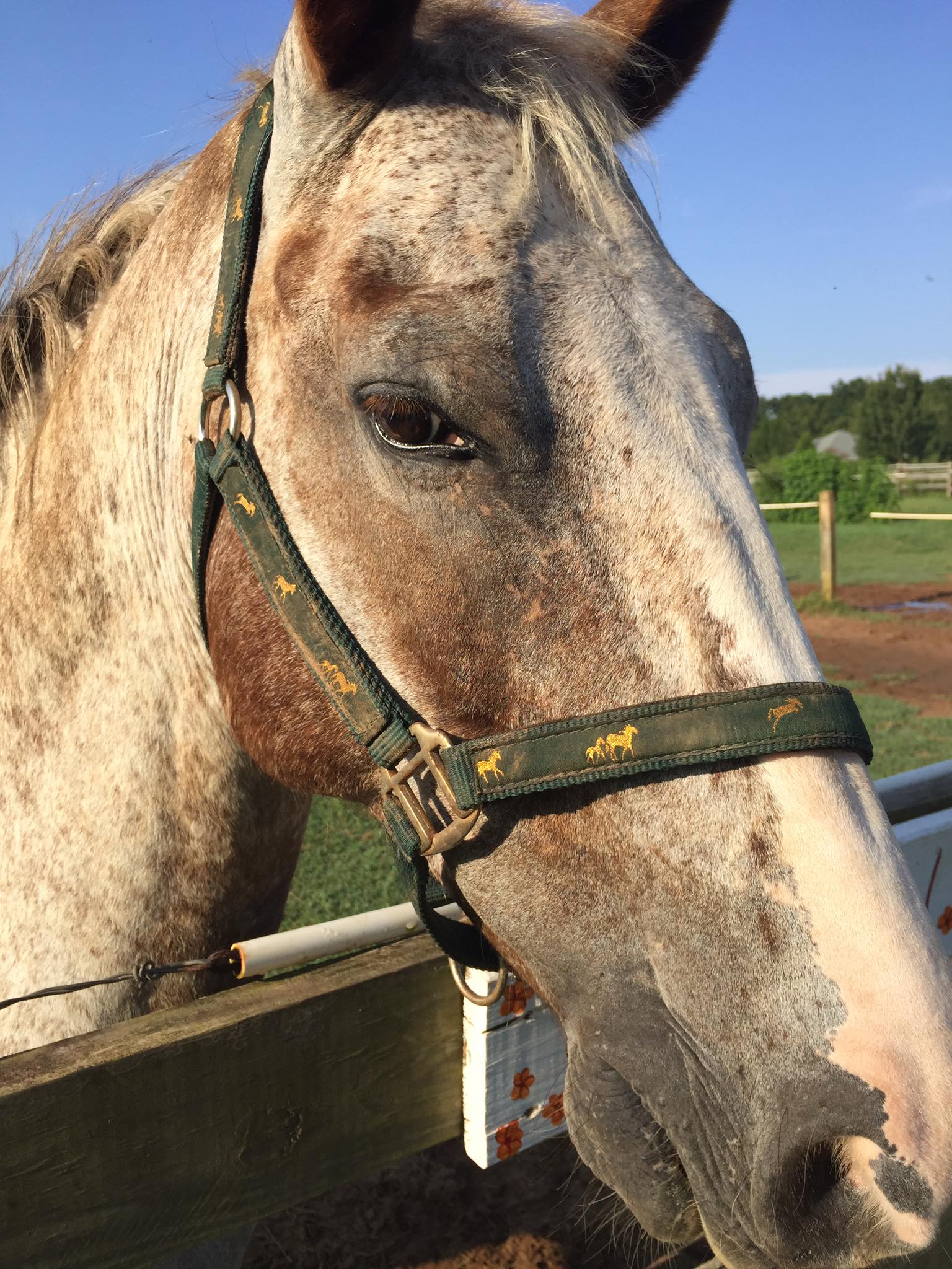 WILLOW FARMS ALL BREED CANINE EQUINE RESCUE INC Reviews