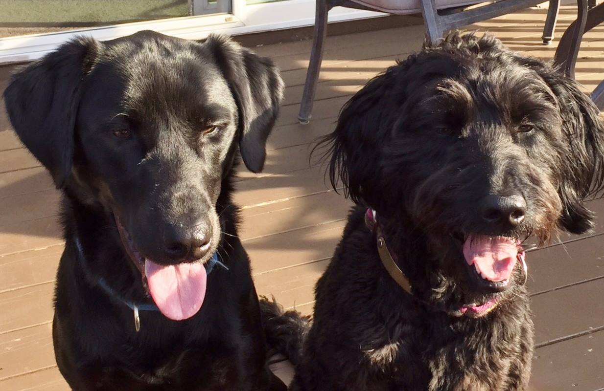 Pawsitive Perspectives Assistance Dogs (PawPADs) Reviews and Ratings