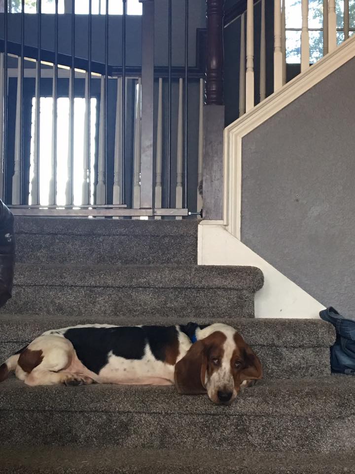 North Texas Basset Hound Rescue Reviews and Ratings Grapevine, TX Donate, Volunteer, Review