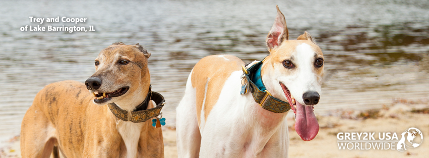 GREY2K USA Worldwide