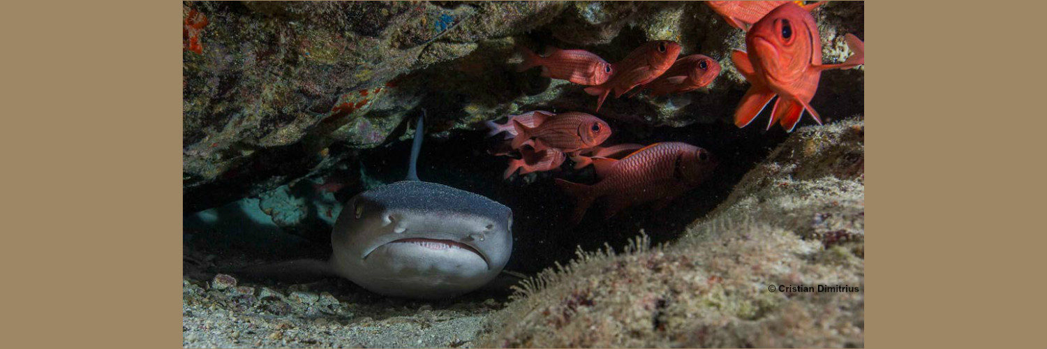 Marine Conservation Biology Institute Reviews and Ratings | Seattle, WA