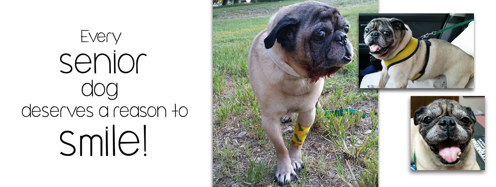 silver muzzle senior dog rescue