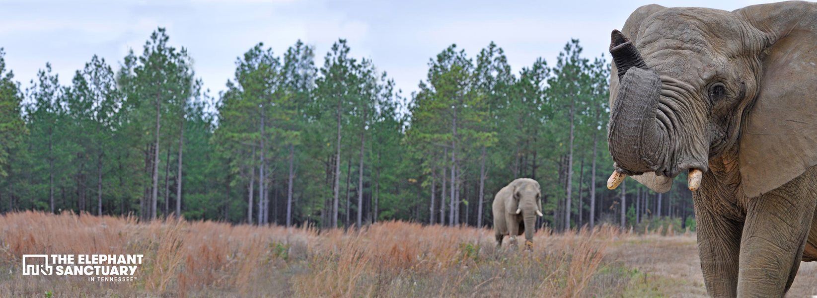 Elephant Sanctuary Reviews and Ratings Hohenwald, TN Donate