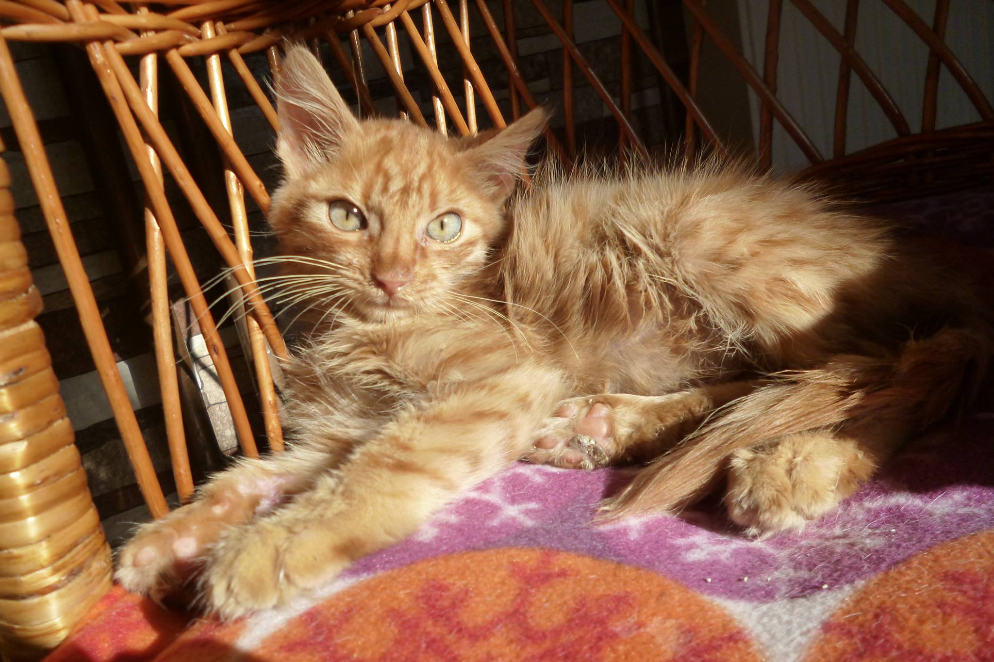 animal welfare organizations near me