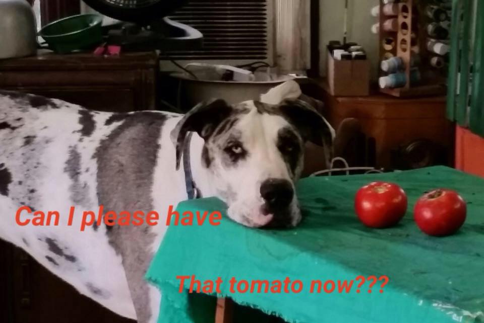 MIDATLANTIC GREAT DANE RESCUE LEAGUE INC Reviews and Ratings Hanover