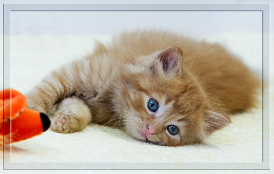 Search Box Image
