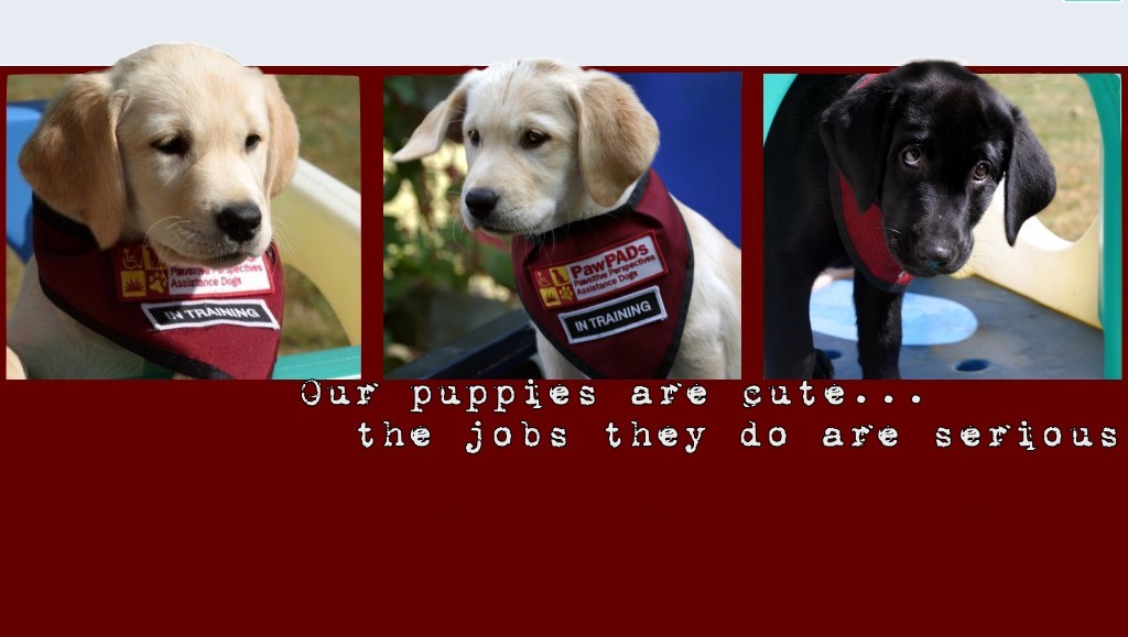 Search Box Image