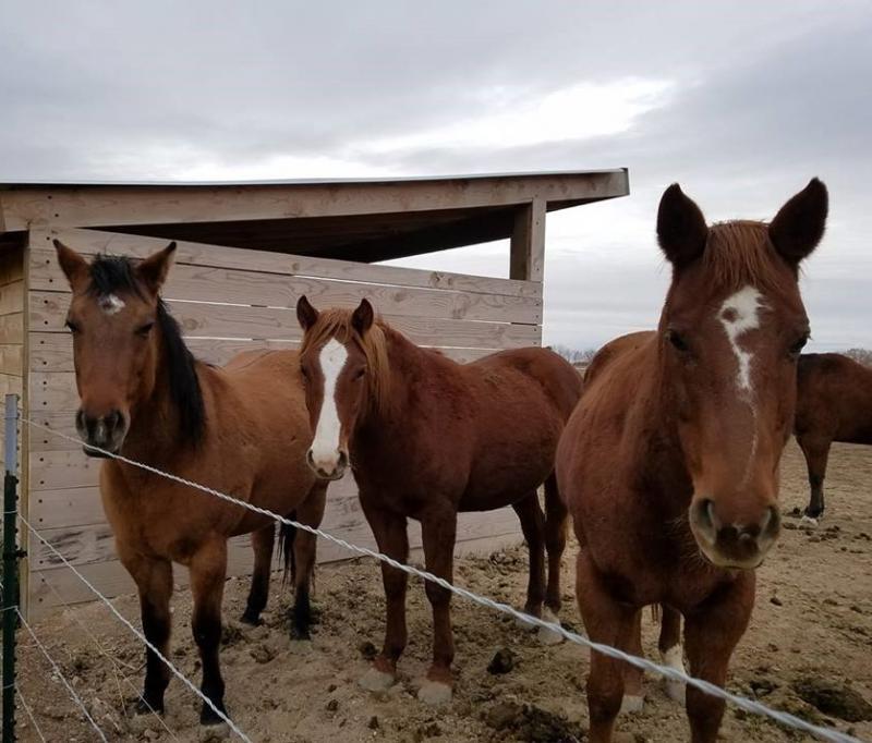 Horse Rescue Idaho dba Idaho Horse Rescue Reviews and Ratings Meridian, ID Donate, Volunteer