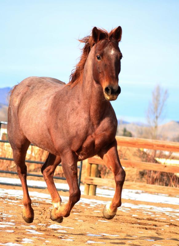 Colorado Horse Rescue Reviews and Ratings Longmont, CO Donate
