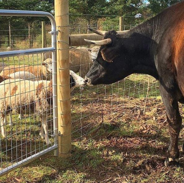 Green Acres Farm Sanctuary Reviews and Ratings Silverton, OR Donate