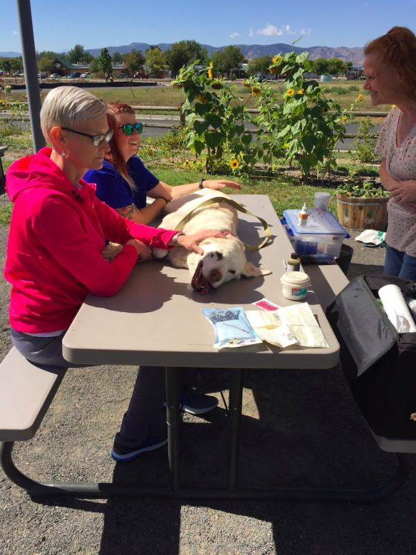 Street Dog Coalition Reviews and Ratings Fort Collins, CO Donate, Volunteer, Review