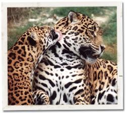 Wildlife Rescue and Rehabilitation Inc Reviews and Ratings | Kendalia