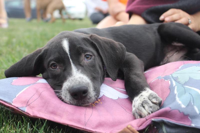 VT Dog Rescue Reviews and Ratings Hinesburg, VT Donate, Volunteer