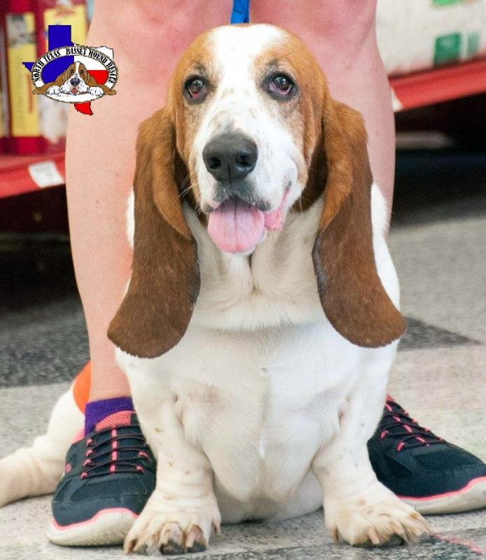 North Texas Basset Hound Rescue Reviews and Ratings Grapevine, TX Donate, Volunteer, and