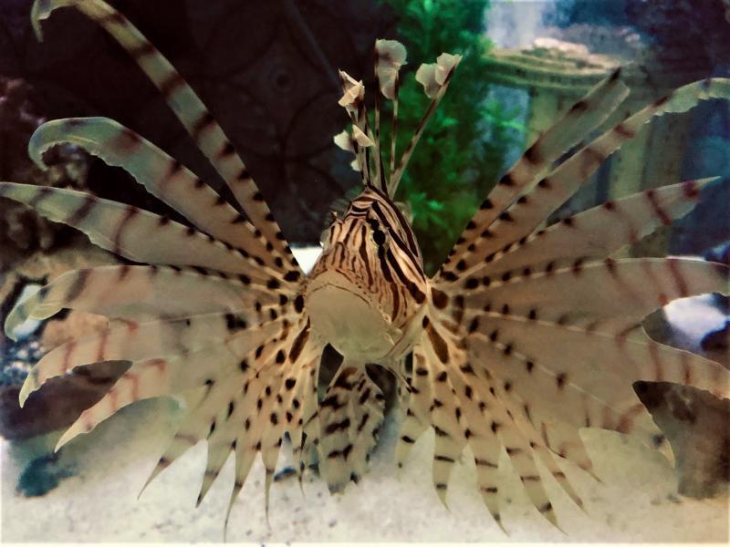 Aquarium & Shark Lab by Team ECCO Reviews and Ratings Hendersonvlle