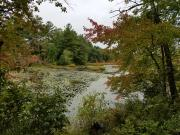 Search Box Image