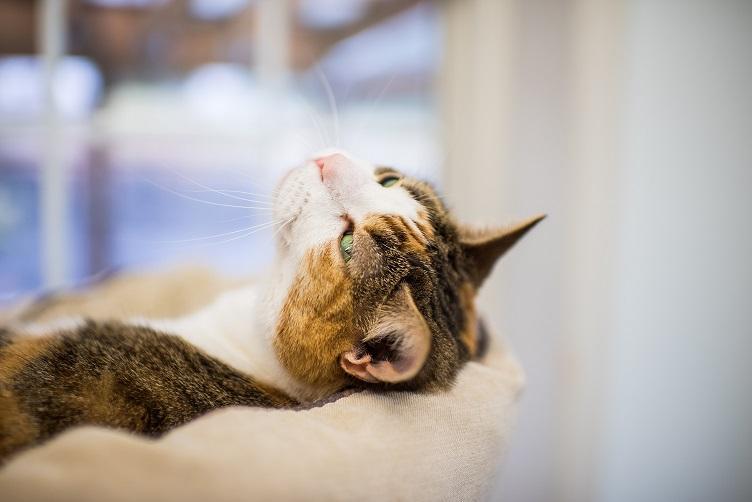 Main line animal rescue reviews and ratings phoenixville pa donate