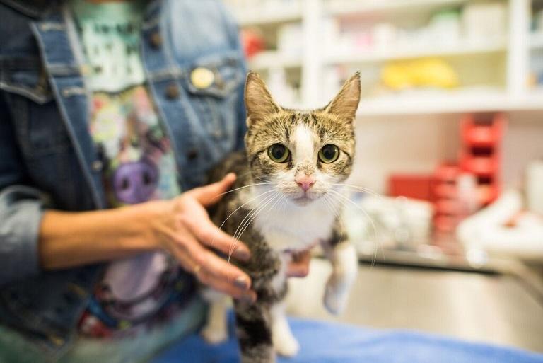 Main line animal rescue reviews and ratings phoenixville pa donate