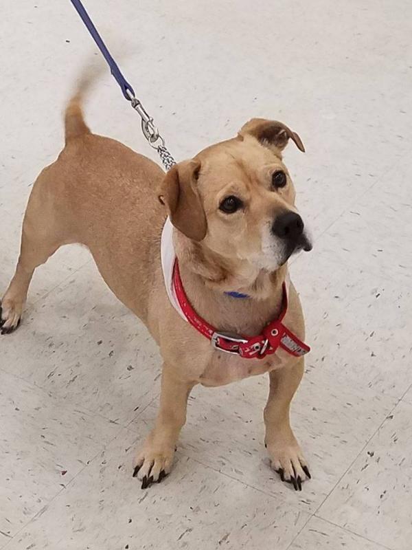 Lovable Paws Rescue Reviews and Ratings Ridgeland, SC Donate