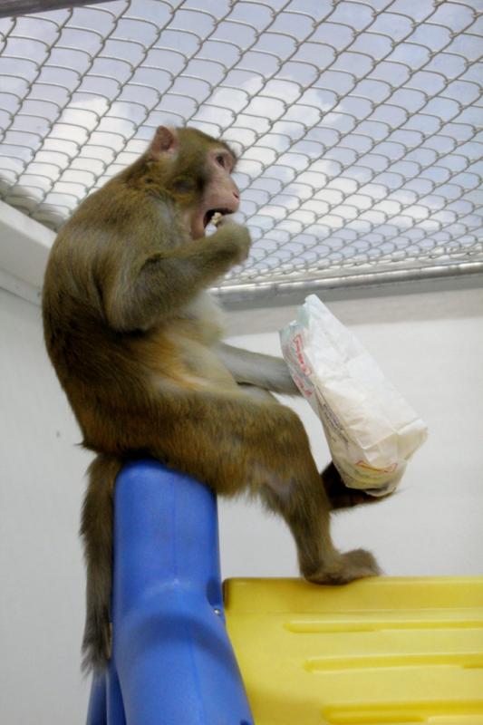 OPR Coastal Primate Sanctuary Reviews and Ratings Longview, WA